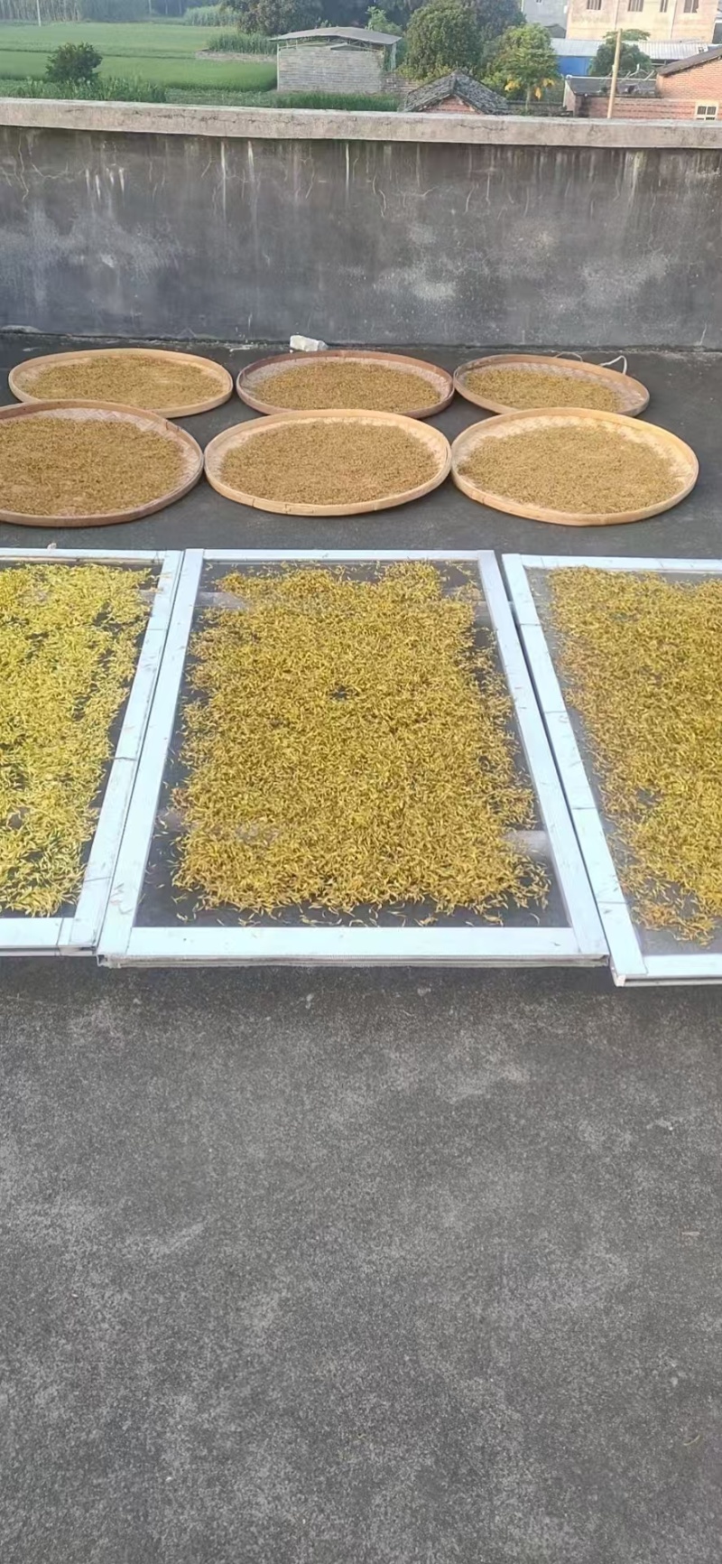 素馨花中药材别名:素英耶悉茗花野悉蜜基地供货量大价优