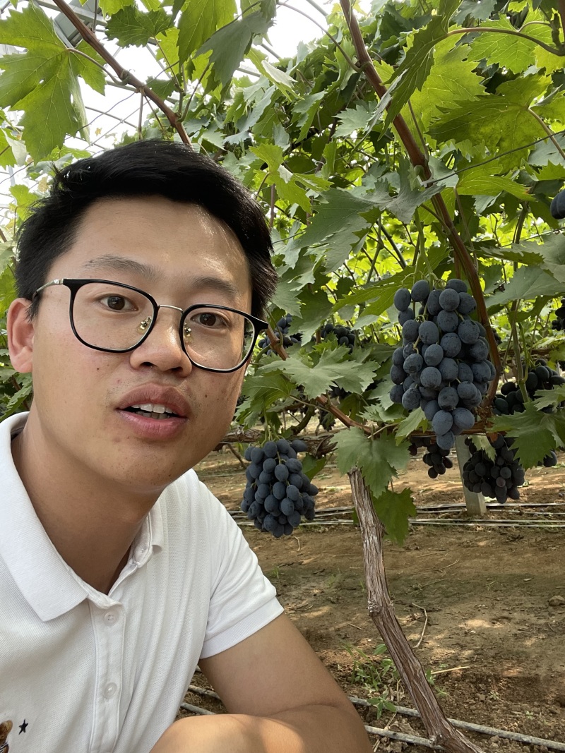 澳洲甜王葡萄苗黑色脆地球新品种无核易管理嫁接葡萄树苗
