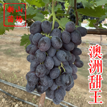 澳洲甜王葡萄苗黑色脆地球新品种无核易管理嫁接葡萄树苗