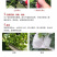 澳洲甜王葡萄苗黑色脆地球新品种无核易管理嫁接葡萄树苗