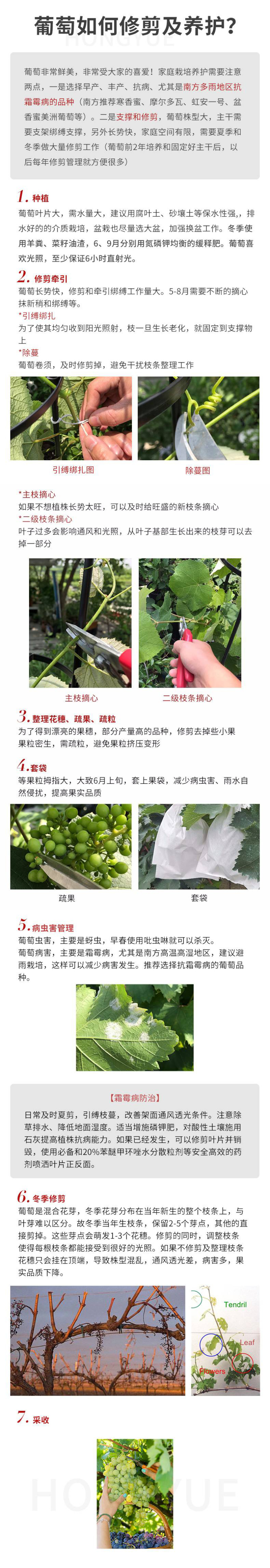 澳洲甜王葡萄苗黑色脆地球新品种无核易管理嫁接葡萄树苗