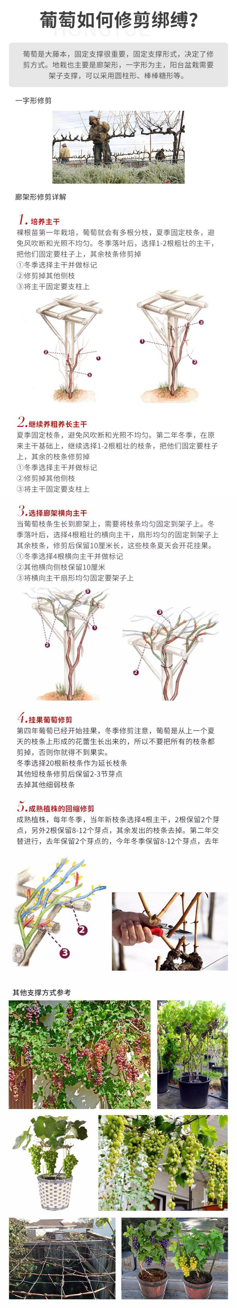 澳洲甜王葡萄苗黑色脆地球新品种无核易管理嫁接葡萄树苗