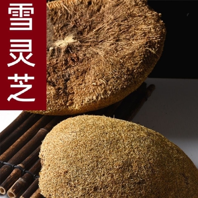 雪灵芝西藏雪灵芝一件代发量大从优