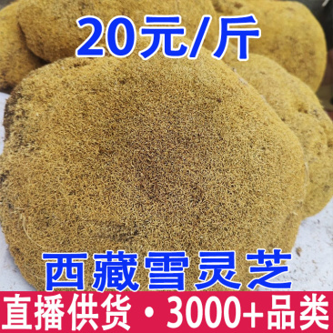 雪灵芝西藏雪灵芝一件代发量大从优