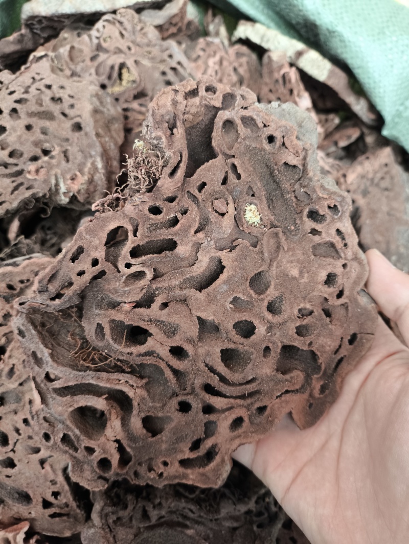 蚁皇灵芝蚁皇灵芝红蚁芝一件代发量大从优