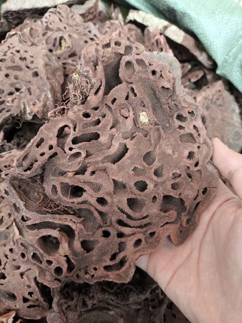 蚁皇灵芝蚁皇灵芝红蚁芝一件代发量大从优
