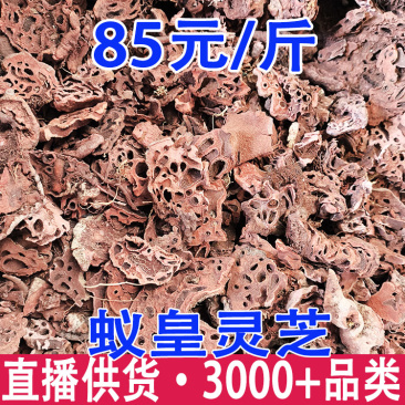 蚁皇灵芝蚁皇灵芝红蚁芝一件代发量大从优