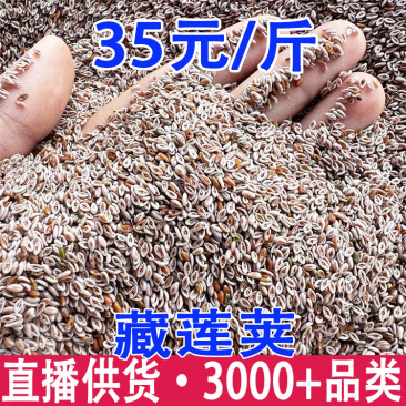藏莲荚藏莲夹批发量大从优一件代发