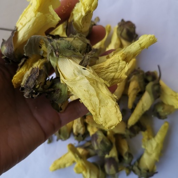 黄秋葵黄秋葵花黄蜀葵花秋葵花金花葵茶一件代发