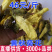 黄秋葵黄秋葵花黄蜀葵花秋葵花金花葵茶一件代发
