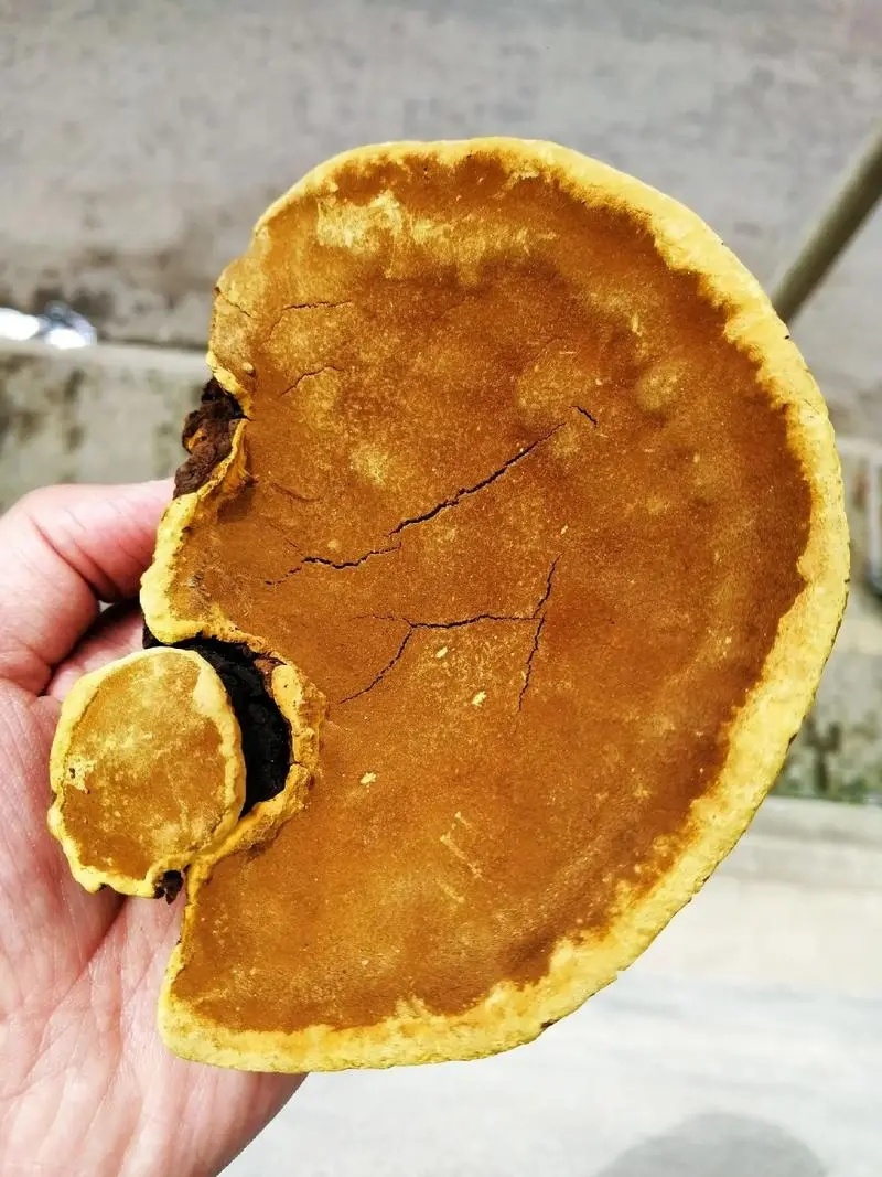 桑黄桑黄粉桑寄生