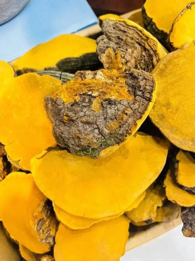 桑黄桑黄粉桑寄生