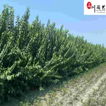 四川腊梅批发素心腊梅丛生腊梅8-15公分基地批发价格