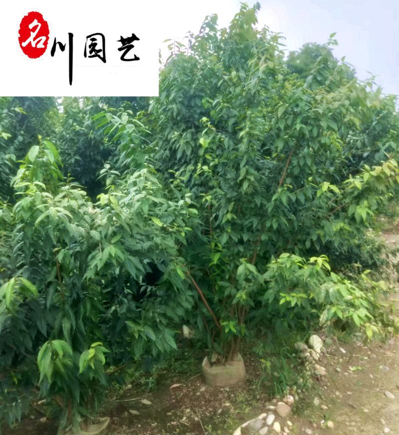 四川腊梅批发素心腊梅丛生腊梅8-15公分基地批发价格