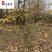 四川腊梅批发素心腊梅丛生腊梅8-15公分基地批发价格