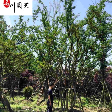 紫薇树丛生紫薇单杆紫薇紫薇花瓶四川成都紫薇树批发