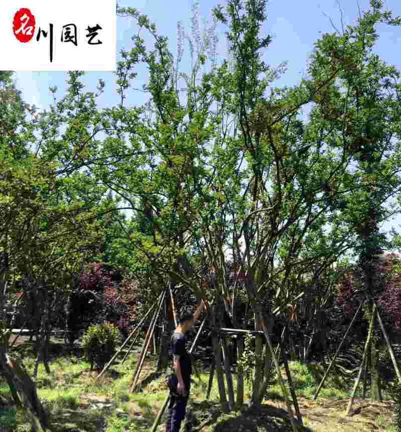 紫薇树丛生紫薇单杆紫薇紫薇花瓶四川成都紫薇树批发