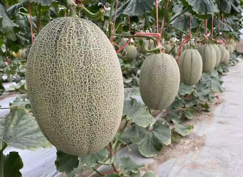 多骄哈密瓜种子中熟甜瓜1600粒原装果肉橙黄