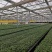 【基地直发】山东西红柿苗番茄苗一手货源可大量对接市场技术指导