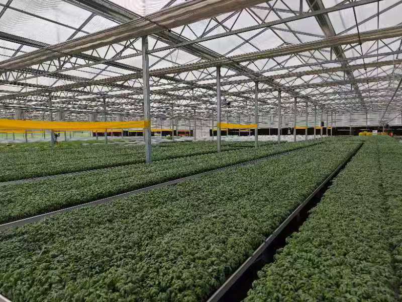 【基地直发】山东西红柿苗番茄苗一手货源可大量对接市场技术指导