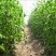 【基地直发】山东西红柿苗番茄苗一手货源可大量对接市场技术指导