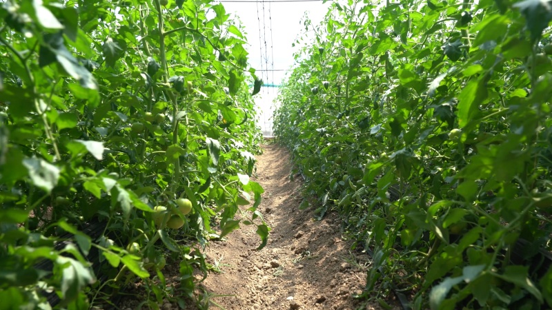 【基地直发】山东西红柿苗番茄苗一手货源可大量对接市场技术指导