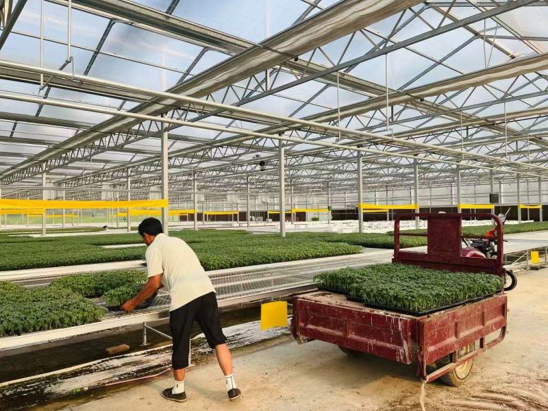 【基地直发】山东西红柿苗番茄苗一手货源可大量对接市场技术指导