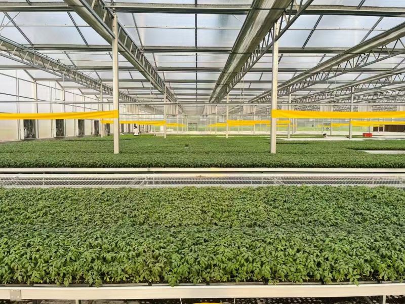 【基地直发】山东西红柿苗番茄苗一手货源可大量对接市场技术指导