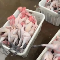 白条鸡