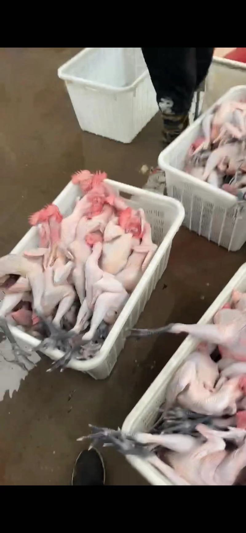 白条鸡