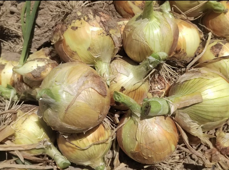 甘肃黄皮洋葱精品货大型种植基地品质保证量大从优