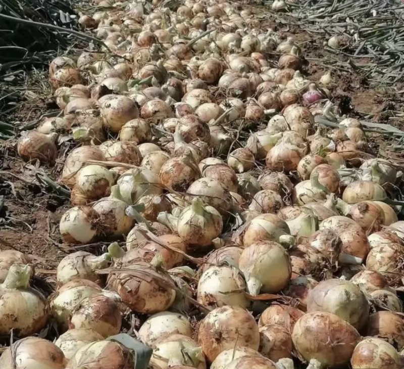 甘肃黄皮洋葱精品货大型种植基地品质保证量大从优
