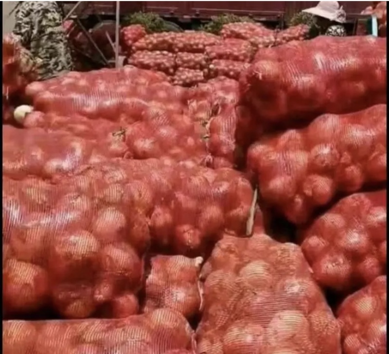 甘肃黄皮洋葱精品货大型种植基地品质保证量大从优