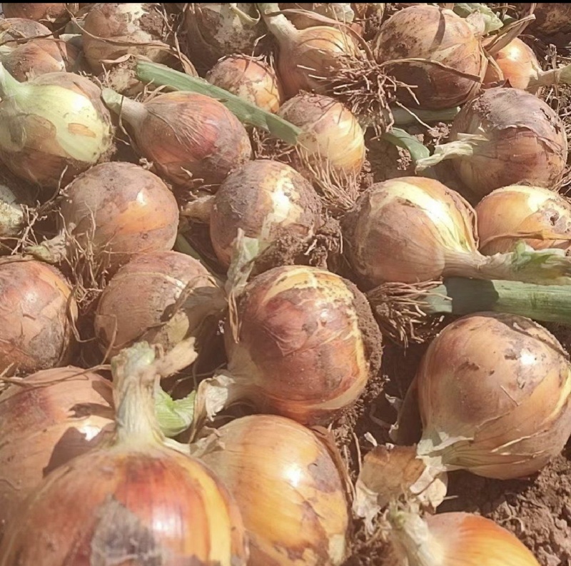 甘肃黄皮洋葱精品货大型种植基地品质保证量大从优