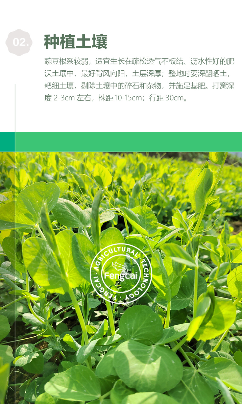 大无须豌豆种子专吃豌豆尖的品种四川种源叶大肉厚