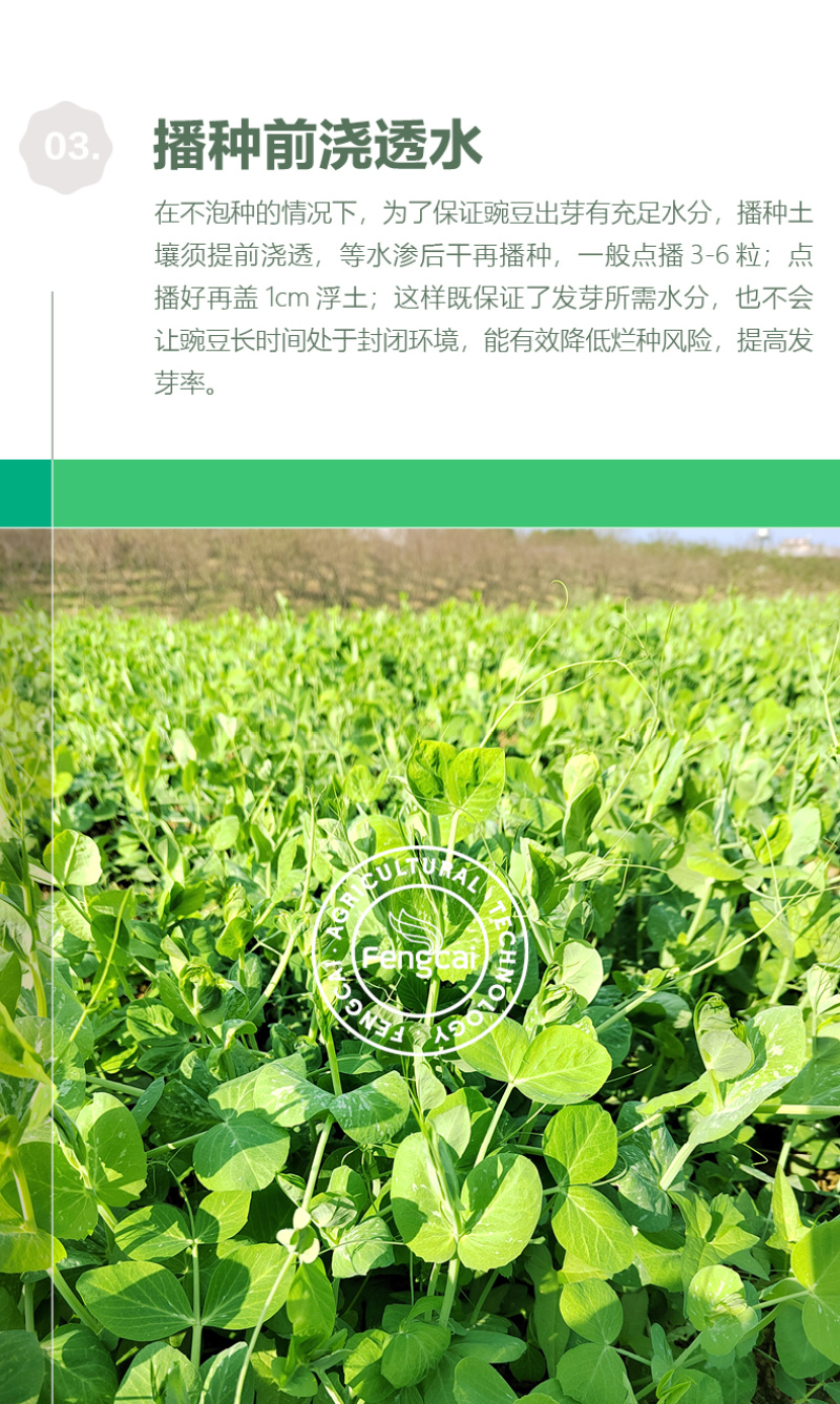 大无须豌豆种子专吃豌豆尖的品种四川种源叶大肉厚