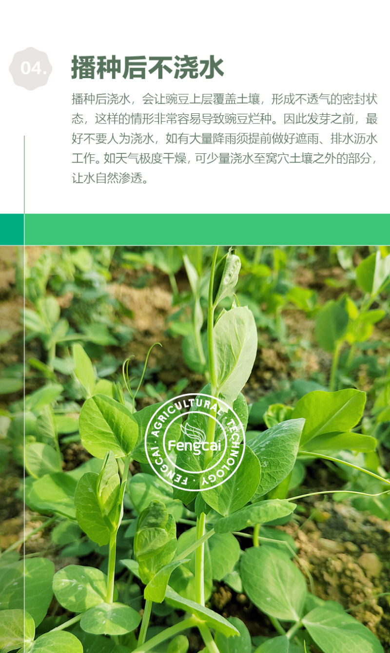 大无须豌豆种子专吃豌豆尖的品种四川种源叶大肉厚