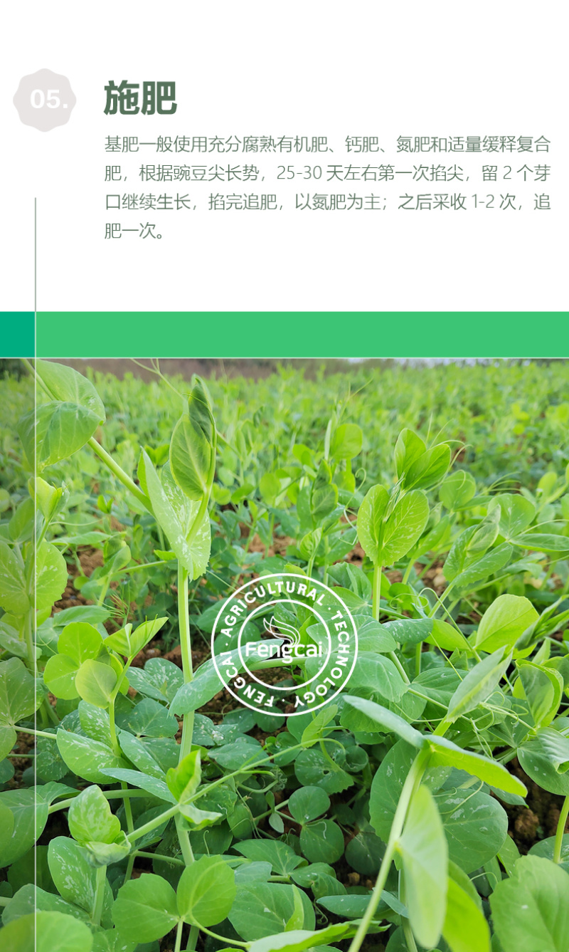 大无须豌豆种子专吃豌豆尖的品种四川种源叶大肉厚