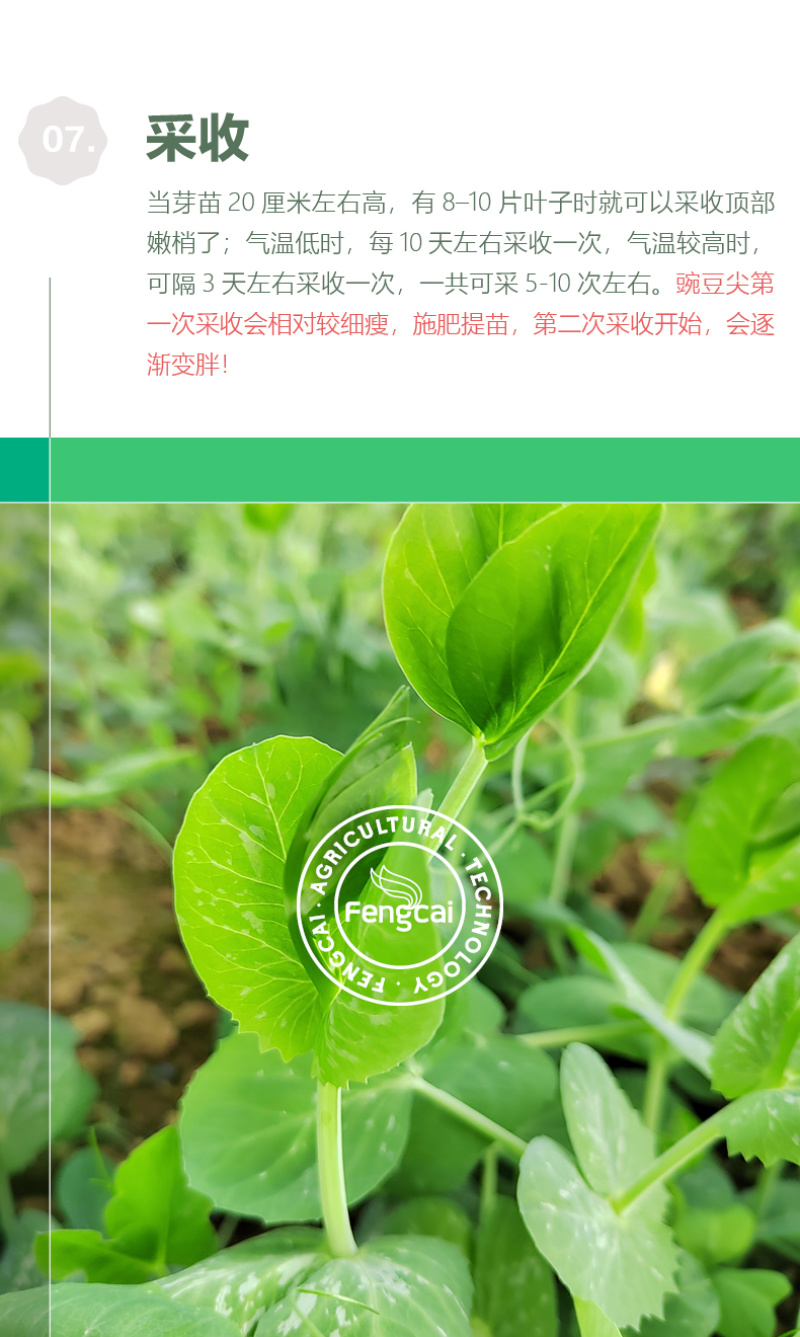 大无须豌豆种子专吃豌豆尖的品种四川种源叶大肉厚