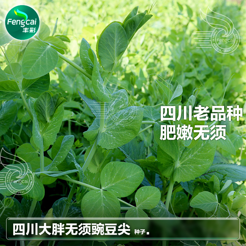 大无须豌豆种子专吃豌豆尖的品种四川种源叶大肉厚