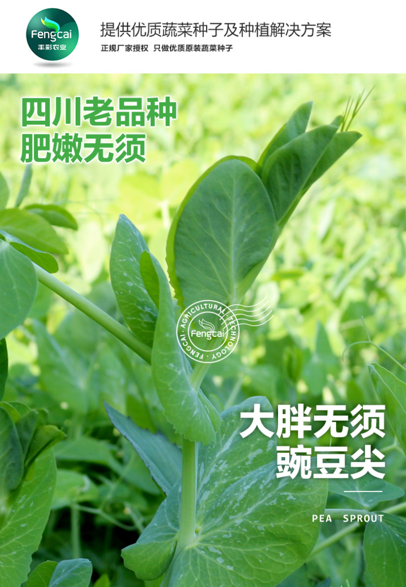 大无须豌豆种子专吃豌豆尖的品种四川种源叶大肉厚