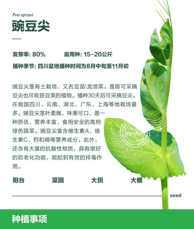 大无须豌豆种子专吃豌豆尖的品种四川种源叶大肉厚