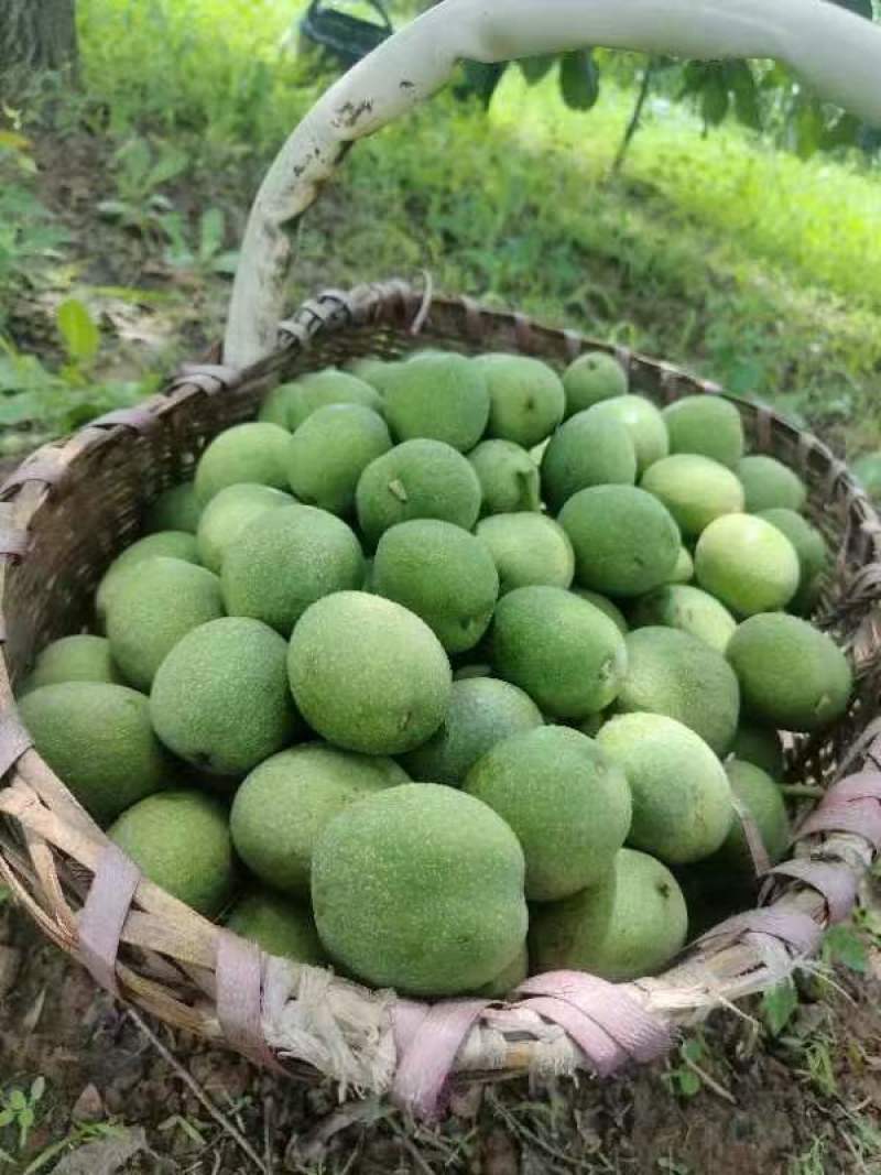 青皮核桃陕西核桃送核桃刀手套一件代发量大优惠