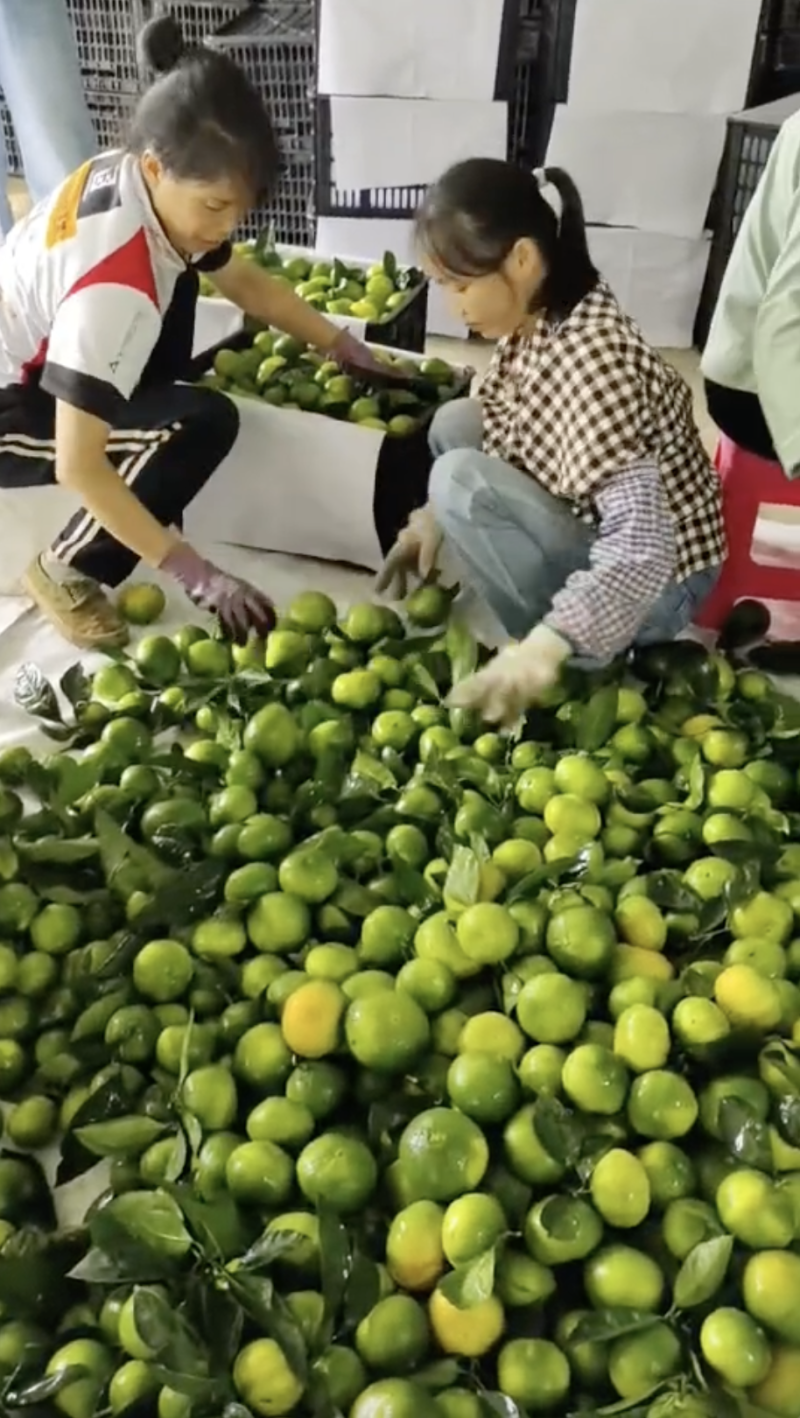广西蜜桔特早青皮酸酸甜甜供货商超电商欢迎下单