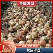 甘肃黄皮洋葱精品货大型种植基地品质保证量大从优