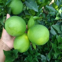 脐橙广西发货电商货规格齐全一手货源量大从优