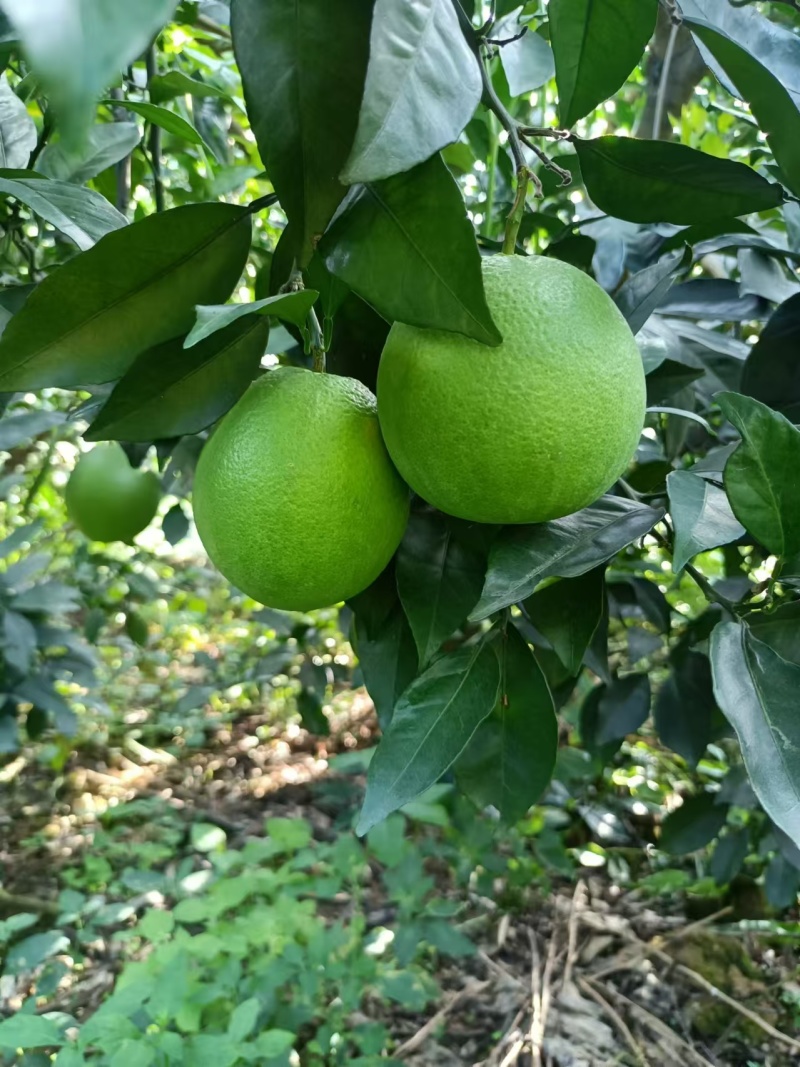 脐橙广西发货电商货规格齐全一手货源量大从优