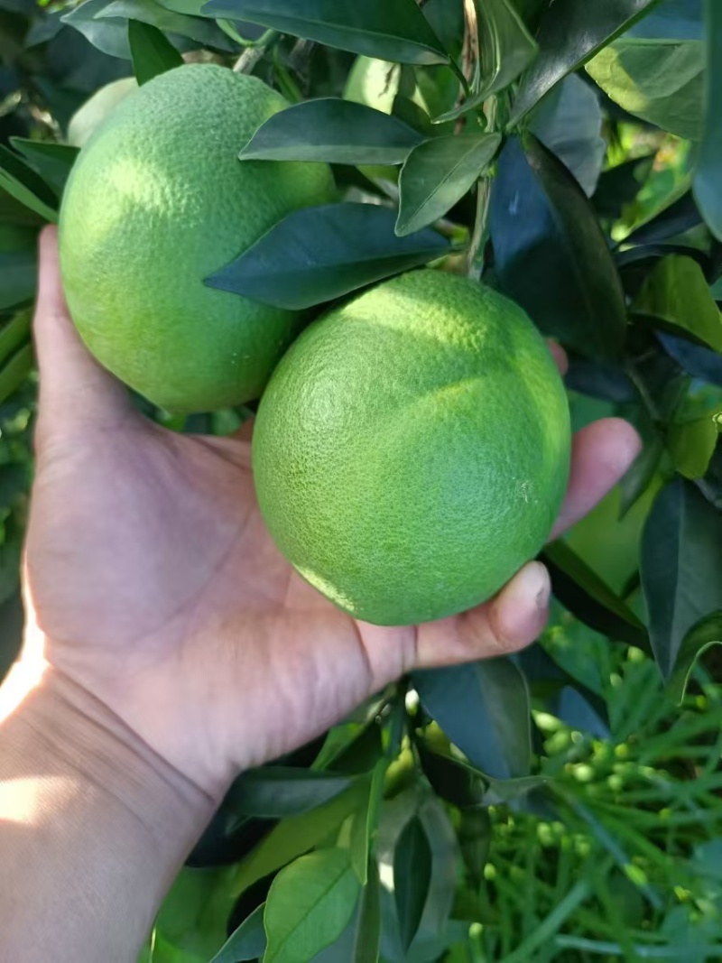 脐橙广西发货电商货规格齐全一手货源量大从优