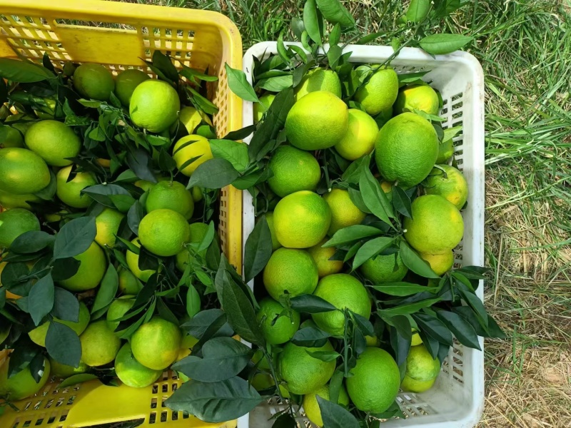 脐橙广西发货电商货规格齐全一手货源量大从优