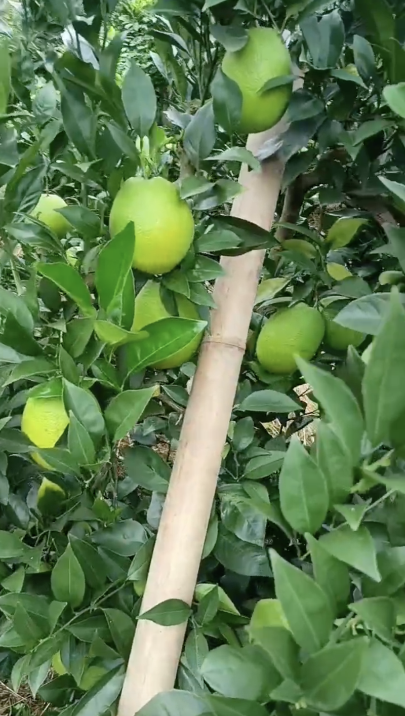 脐橙广西发货电商货规格齐全一手货源量大从优